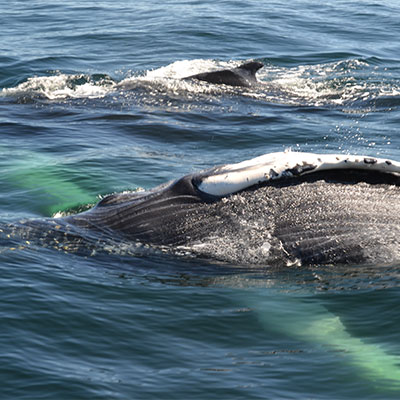 photo of a humpback whale and calf