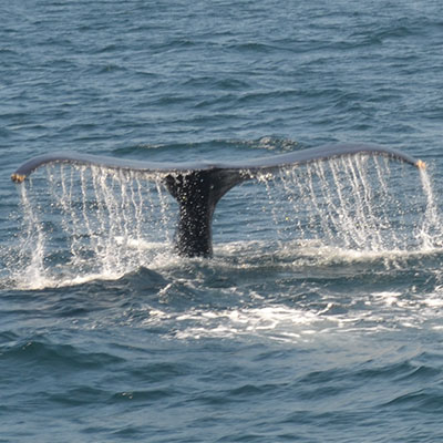 photo of a humpback whale and it's fluke