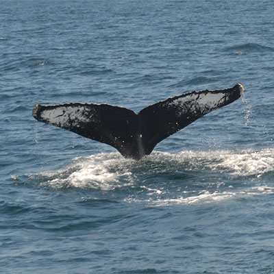 photo of a humpback whale and fluke
