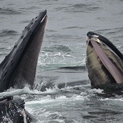photo of three humpback whales