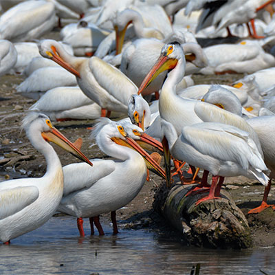 photo of american white pelicans