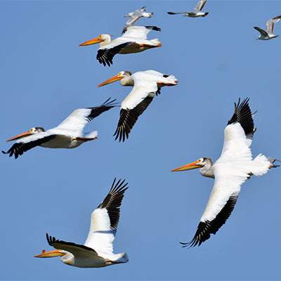 photo of american white pelicans in flight