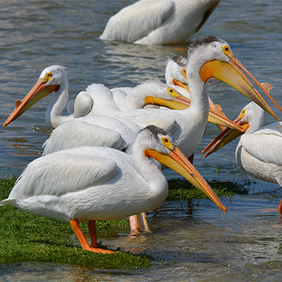 photo of a flock of pelicans