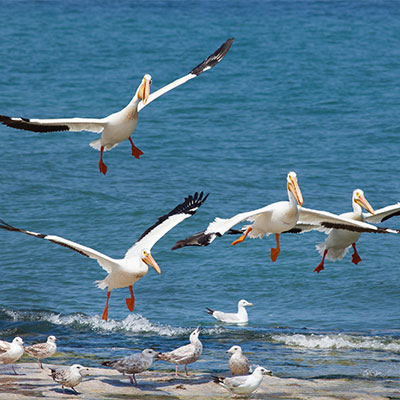 photo of pelicans and seagulls