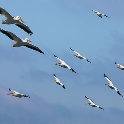 photo of pelicans flying