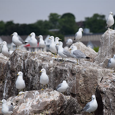 photo of a flock of seagulls