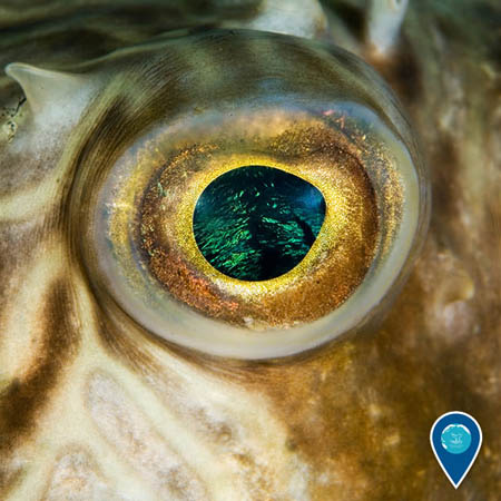 pufferfish eye
