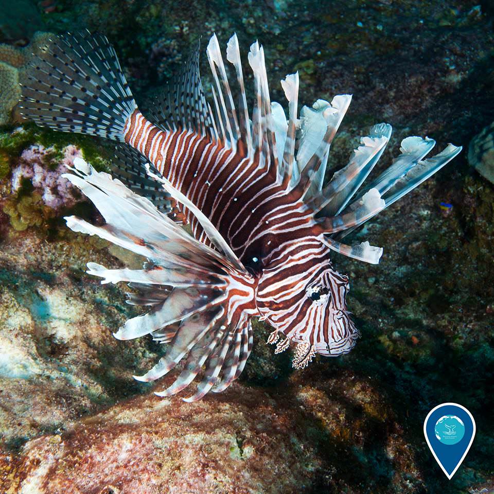 photo of a lionfish, they have voracious appetites