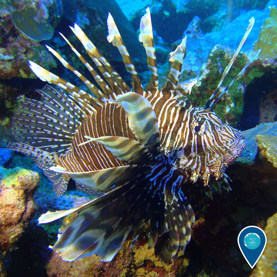 photo of a lionfish, also known as turkeyfish