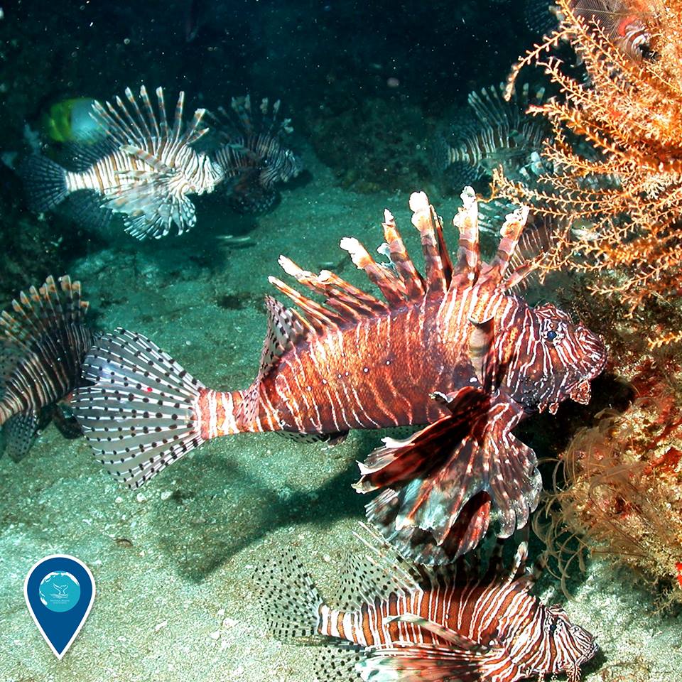 school of lionfish swimming among a coral reef in flower garden banks