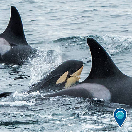 photo of orca whales and a calf swimming