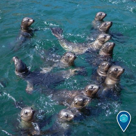 group of sea lions in the water all looking one direction