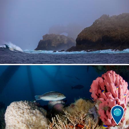 top: misty secape of the farallon islands; bottom: reef with fish swimming