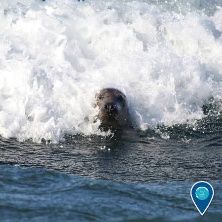 gray seal riding a wave
