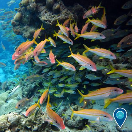 school of fish swimming around rose atoll
