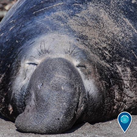 elephant seal sleeping on the beach