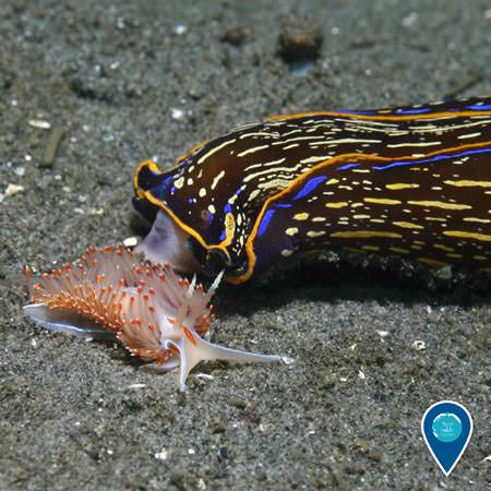 sea slug eating a nudibranch