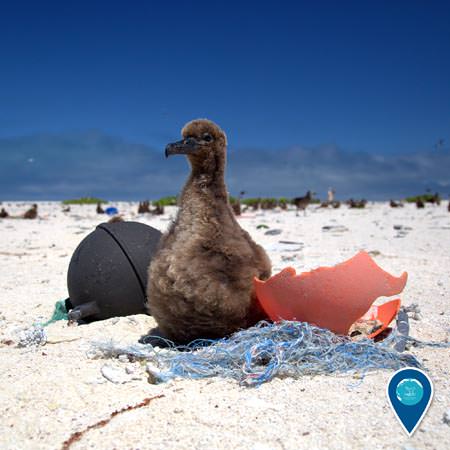 albross chick surrounded by marine debris