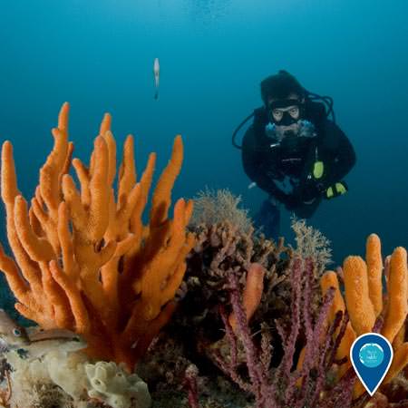 diver examining a coral reef