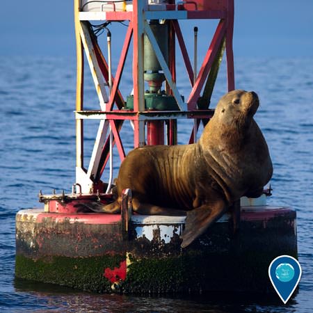 sea lion resting on a buoy