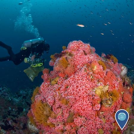 diver collecting samples near a coral reef