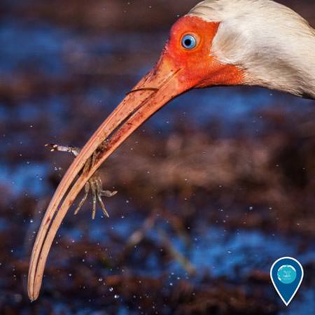a white ibis with a crab in its beak