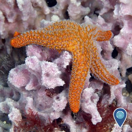 orange seastar on top of a piece of coral