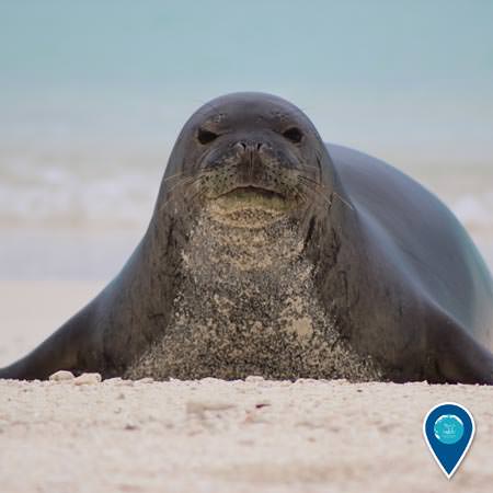 hawaiian monk seal on the beach looking at the camera