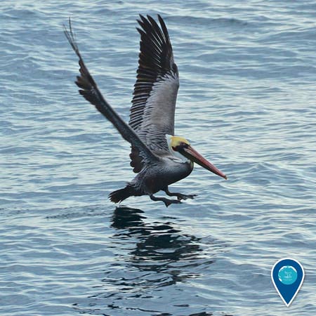 brown pelican taking flight from the surface of the water