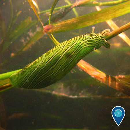 green sea slus spotted on eel grass