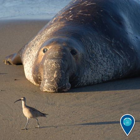 an elephant seal lies on the beach while a bird walk in front of it