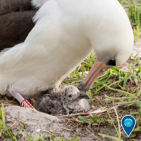 a Laysan albatross taking care of her chick