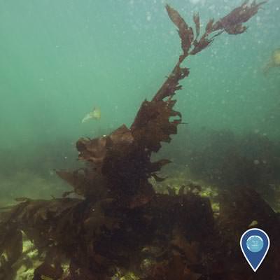 inavasive seaweed growing for the bottom of the sea