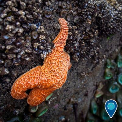 a sea star gripping the side of a rock in a tidepool