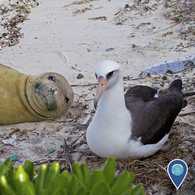 laysan albatrosse resting on the beach next to a hawaiian monk seal