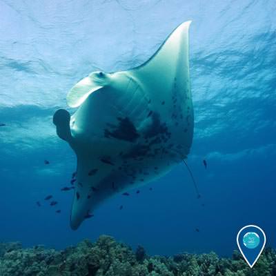 a manta ray swimming above while small fish clean the ray