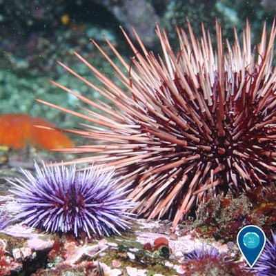a small and large sea urchin next to each other on a rock
