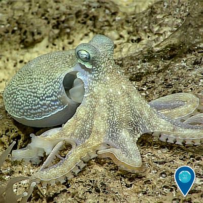 an octopus resting on the seafloor near rose atoll