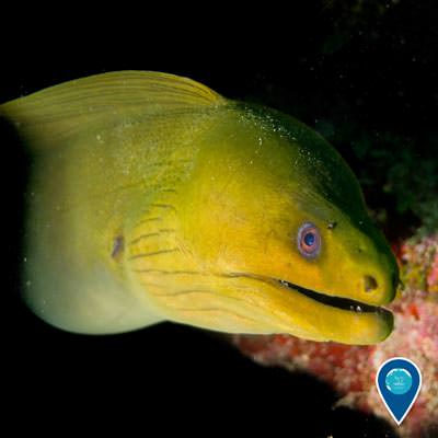 green moray eel swimming popping out of a coral reef