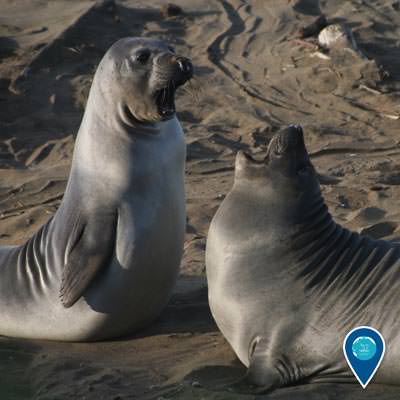 two northern elephant seal pups play-fight on the beach in Monterey Bay National Marine Sanctuary