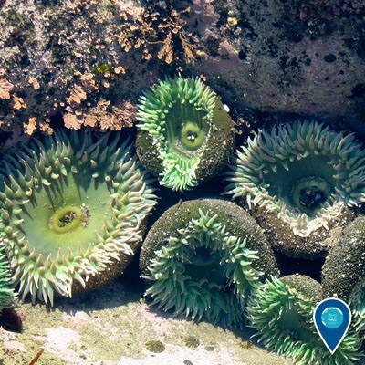 giant green anemones among the rocks of a tidepoll