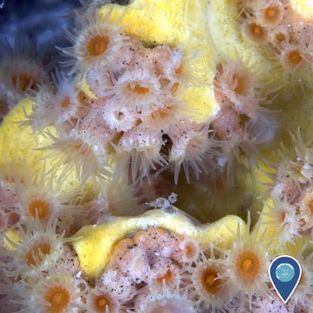 closeup view of soft coral atop a yellow sponge