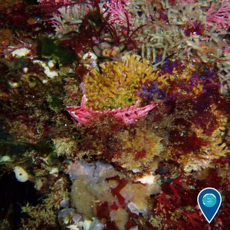 kelpfish hiding in a coral reef