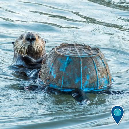 sea otter playing with a discarded plastic basket in monterey bay