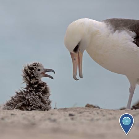 Laysan albatross with chick