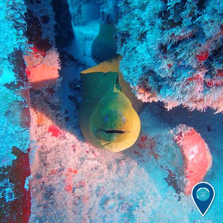 green moray eel peaking its head out of its hiding place, an artificial reef