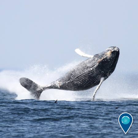 a humpback whale breaches