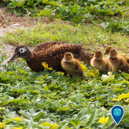 a laysan duck with her brood