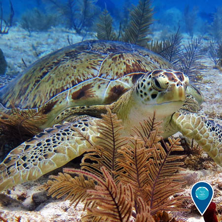 sea turtle resting on the ocean bottom