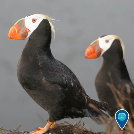 two puffins standing next to each other